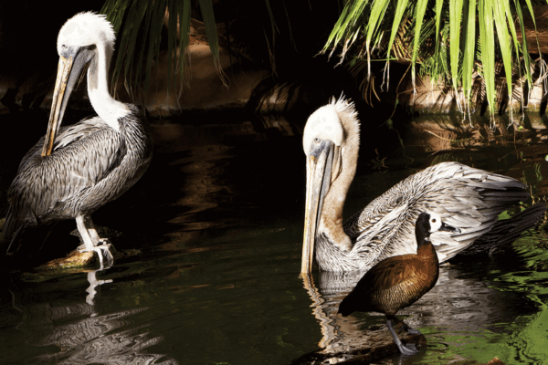 The Wildlife Habitat at Flamingo Las Vegas