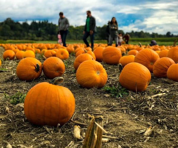 Visiting Pumpkin Patches Vegas