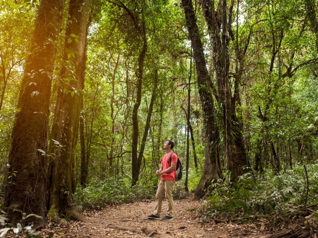 stroll amidst green jungle